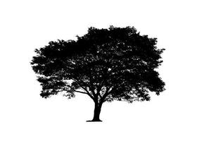 silhouette d'arbre pour pinceau sur fond blanc photo