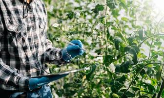 l'agriculture utilise des tablettes de contrôle de la production pour surveiller la qualité des légumes et des tomates en serre. agriculteur intelligent utilisant une technologie pour étudier