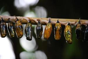 photo de papillons dans une ferme