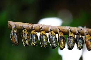 photo de papillons dans une ferme