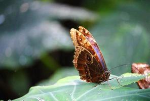 photo de papillons dans une ferme