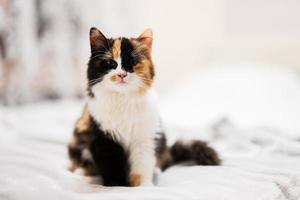 trois couleurs marron noir blanc kitty chat sur le lit. photo