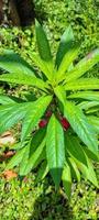 une plante de portrait de henné dans le jardin photo