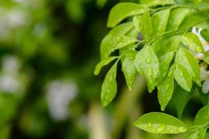 abstrait superbe texture de feuille verte, feuillage de feuilles tropicales nature fond vert foncé photo