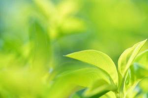 abstrait superbe texture de feuille verte, feuillage de feuilles tropicales nature fond vert photo