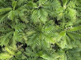 fond de nature verte. feuillage vert foncé plante fraîche, bannière de feuilles vertes naturelles photo