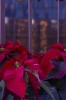 les fleurs rouges de poinsettia. la fleur de noël photo