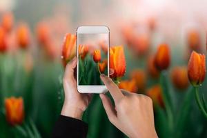 main tenant un téléphone portable et prendre une photo fleur de tulipe hollandaise dans une saison de printemps d'orangerie. tulipes avec des feuilles vertes fraîches sur fond vert flou avec espace de copie. photo en sélectionnant la mise au point.