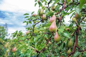 poire après la pluie dans le jardin. nourriture naturelle. photo