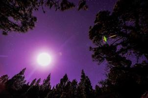 vue panoramique sur la forêt photo