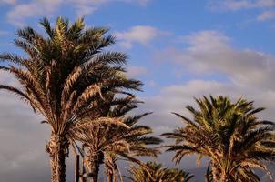 vue sur les palmiers photo