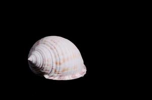 coquillage isolé sur fond sombre photo