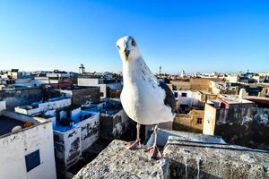 vue rapprochée de la mouette photo