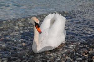 beau gros plan de cygne photo