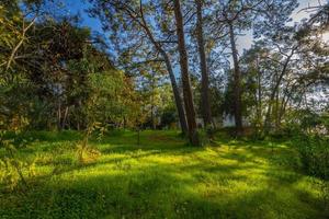 environnement naturel paisible dans la forêt photo