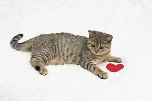 chat de la saint valentin. beau petit chaton droit écossais allongé sur une couverture blanche avec des coeurs rouges. photo