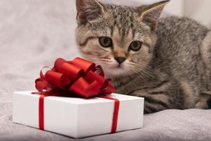 Beau chaton tout droit écossais et coffret cadeau blanc avec arc rouge sur fond gris photo