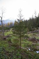 sur le chemin de sea eye en pologne. route dans la forêt. tatry. photo