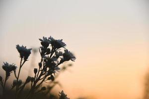 silhouette fleurs blanches au coucher du soleil ou au lever du soleil ton de fond nature fleur vintage photo