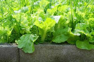 jardinage de légumes biologiques avec feuille verte mélange de légumes frais variété laitue oignon de printemps ail sur pot en béton, potager dans le jardin jardin jardinage nature légume photo