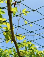 planter de la vigne de fruits gac dans une ferme avec un filet sur fond de ciel photo