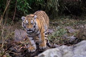 mignon petit tigre de sibérie, panthera tigris altaica photo