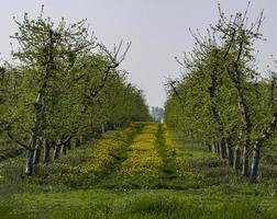 pissenlits dans le verger de pommiers. belles fleurs de pissenlits jaunes dans la nature en été ou au printemps chaud. photo