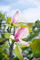 brin de magnolia sur fond de ciel. beau paysage. fleurs de printemps