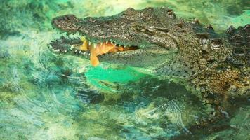 crocodile mangeant de la viande photo