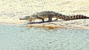 image d'un crocodile d'eau salée en australie photo