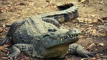 un gros plan d'un crocodile photo