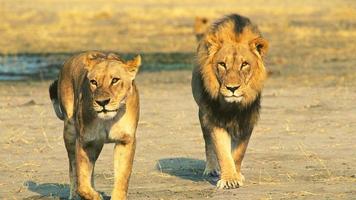 couple de lions marchant dans la savane