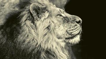 vue latérale du lion sur fond noir photo