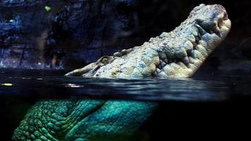 crocodile d'eau salée australien
