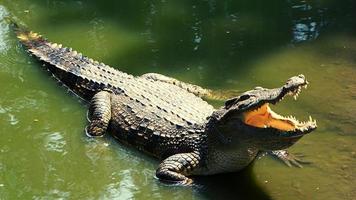 un crocodile sur un étang photo