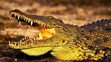 Crocodile du Nil se prélassant au soleil