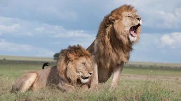 photo peu profonde de deux lions bruns