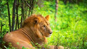 lion asiatique sur l'herbe verte photo