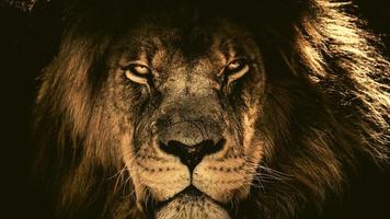 portrait d'un beau lion