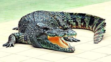grand crocodile dans le zoo photo
