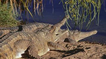 crocodile d'eau douce
