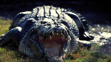 crocodile à la ferme photo
