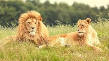 photo de lions dans l'herbe