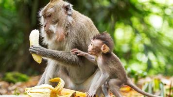 singe et bébé singe mangeant une banane