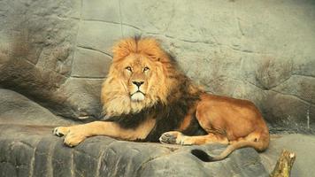 lion allongé sur un rocher