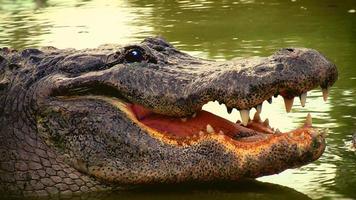 crocodile alligator dans la rivière