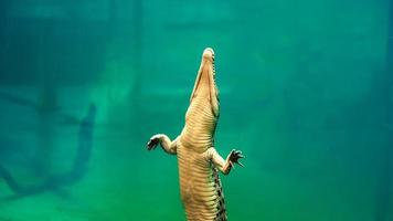 bébé crocodile en captivité