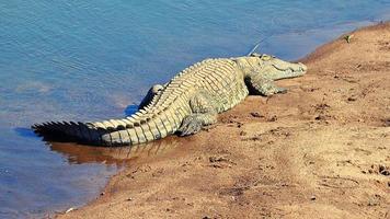 crocodile dans le lac