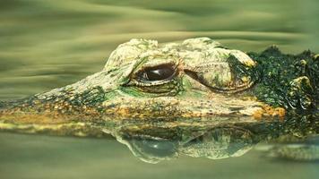 l'oeil noir du crocodile photo