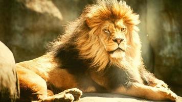 lion mâle reposant sur un rocher